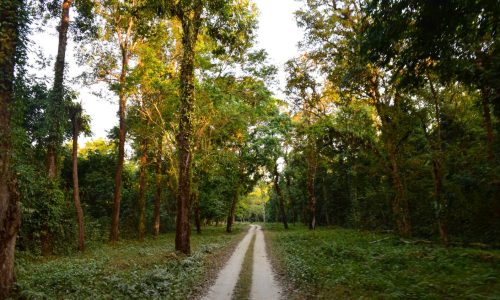 forest